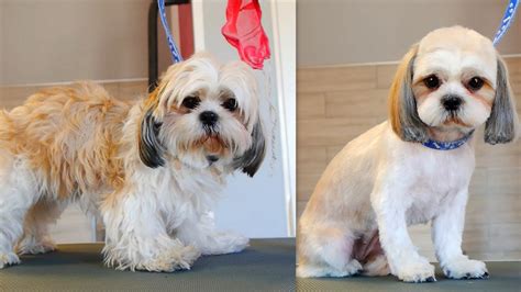 Grooming a shih tzu. Things To Know About Grooming a shih tzu. 